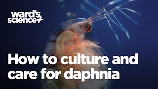 Caring and Culturing for Daphnia [upl. by Yar]