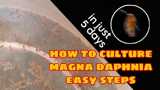 How to Culture Magna Daphnia Easily [upl. by Curren]