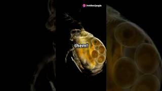 How to culture Daphnia for your Aquarium [upl. by Naired]