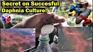 How to Culture Daphnia Successfully [upl. by Dysart]