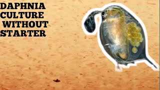 HOW TO CULTURE DAPHNIA NATURALLY WITHOUT A STARTER [upl. by Hannahoj]