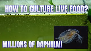 How to Culture Daphnia Secret Method to Breed MILLIONS  Simply Aquatic [upl. by Adnema]