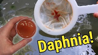 How I Culture Daphnia In Outdoor Tubs [upl. by Adim]