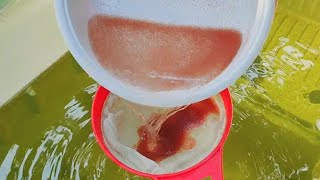 How to culture daphnia  Daphnia culture  How to grow daphnia outdoor [upl. by Garnes]