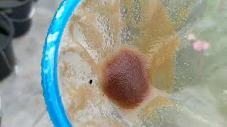 How to culture daphnia moina in a small container Part 1 English Subtitle [upl. by Emmey564]