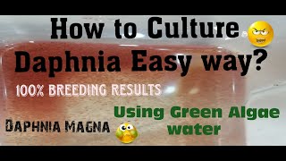 Daphnia MagnaHow to Culture Daphnia Easy wayCulturing Daphnia using Green water Daphnia [upl. by Chard]