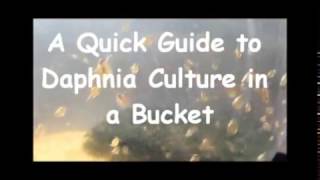 How to culture daphnia outside [upl. by Sunshine47]