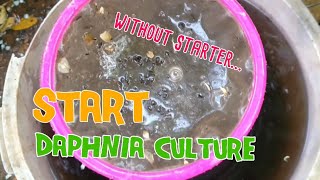 How to culture daphnia moina the easy way 1  Starting the Daphnia culture [upl. by Aniretac]