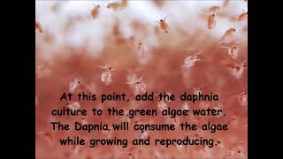 Daphnia  How to grow daphnia in your home [upl. by Leslee]