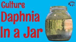 How to Culture Daphnia in a Jar [upl. by Ennoryt]