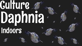 How to Culture Daphnia [upl. by Garbers]