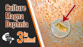 How to culture DAPHNIA MAGNA  The easy way [upl. by Nowell]