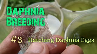 Daphnia Culture made simple and easy 3  Hatching Daphnia eggs [upl. by Gradey]