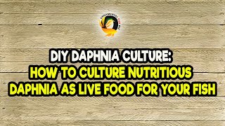 DIY Daphnia Culture How to Culture Nutritious Daphnia as Live Food for Your Fish [upl. by Regor552]