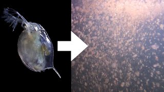 How I Culture Daphnia [upl. by Sisson]