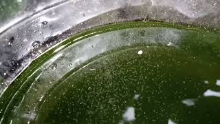 DAPHNIA MOINA CULTURE IN A SMALL BUCKET [upl. by Chuu]