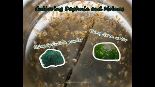 How To Culture Daphnia and Moinas using Green Water Spirulina powder [upl. by Eekram]