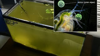 Raising Daphnia for the Freshwater Aquarium [upl. by Cyna570]