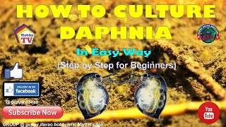 HOW TO CULTURE DAPHNIA In Easy Way [upl. by Song708]